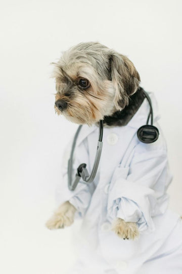 Natural vs. Synthetic Ingredients: What’s Safer for Your Dog?