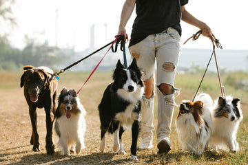 Best Dog Treats for Small Breeds vs. Large Breeds