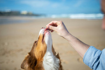 High-Energy Treats for Working Dogs