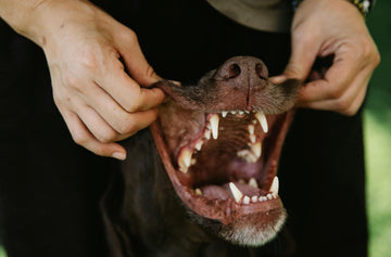 Best Treats for Senior Dogs with Dental Issues