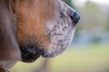 The Science Behind Why Dogs Love Treats