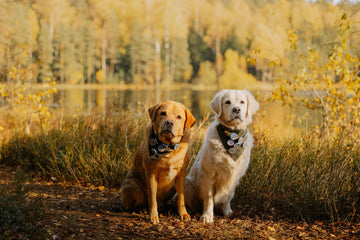 Debunking Myths About Dog Treat Ingredients: What’s Actually Safe?
