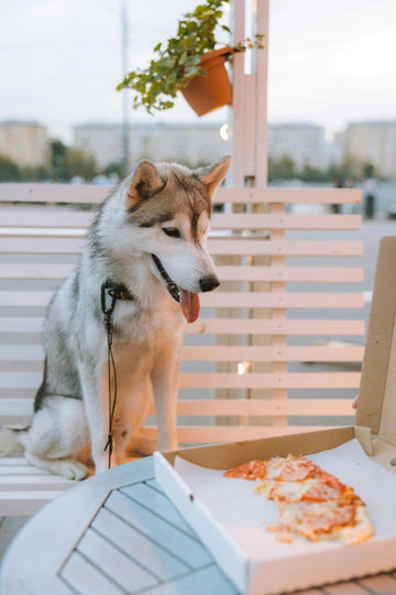Training Your Dog Using High-Value vs. Low-Value Treats