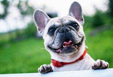 The Growth of Premium Dog Treat Brands in the U.S.