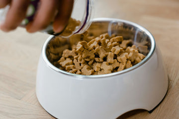 The Future of Premium Dog Treats in the Pet Industry