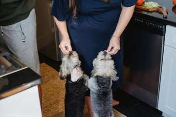 How to Make Protein-Packed Dog Jerky at Home