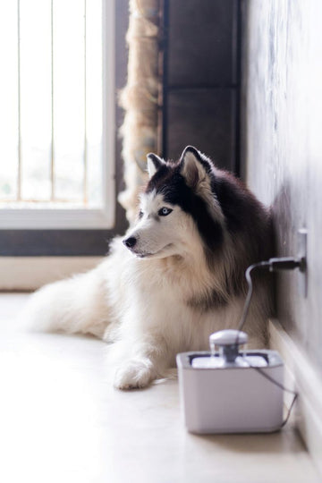The Future of Dog Treat Technology in 2025: Innovations Redefining the Industry