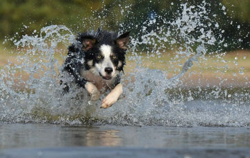 Antioxidant-Rich Dog Treats for Longevity: A Guide to Healthier Living for Your Dog