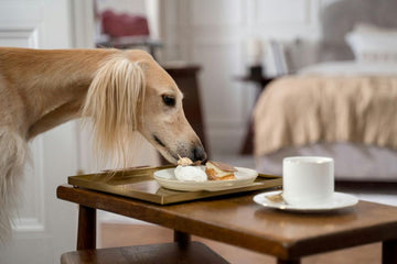 Balancing Treats and Meals for Optimal Canine Nutrition