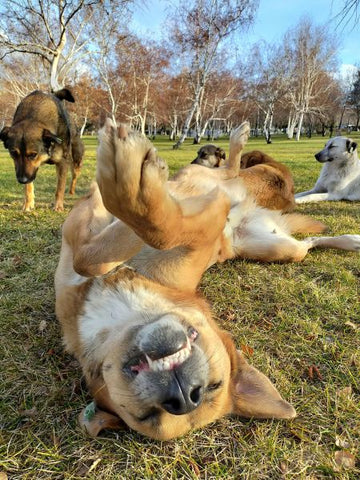 Low-Calorie Treat Options for Weight Management: Keeping Your Dog Healthy and Happy