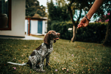 The Benefits of Grain-Free Dog Treats