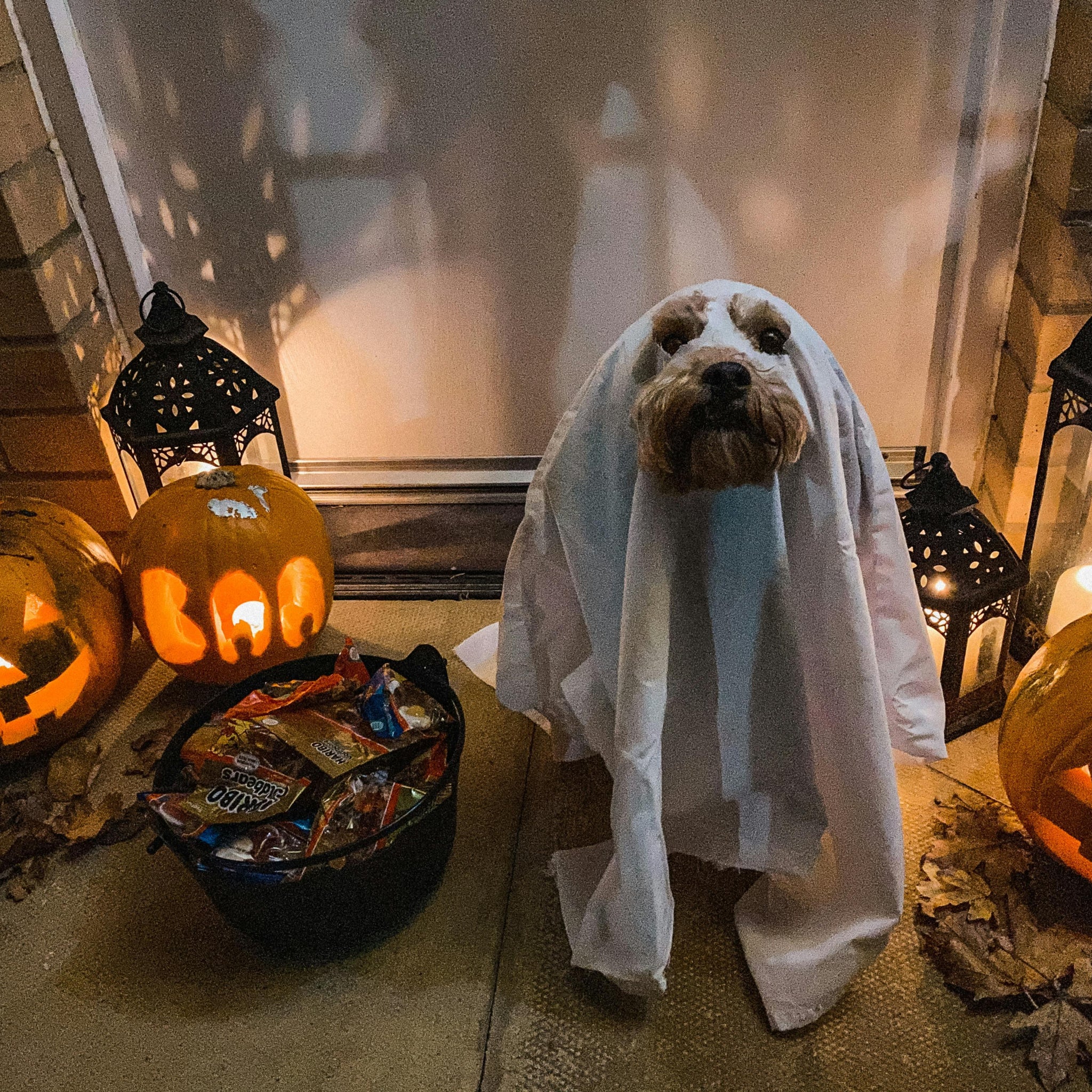 How to Make Themed Dog Treats for Halloween