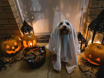 How to Make Themed Dog Treats for Halloween