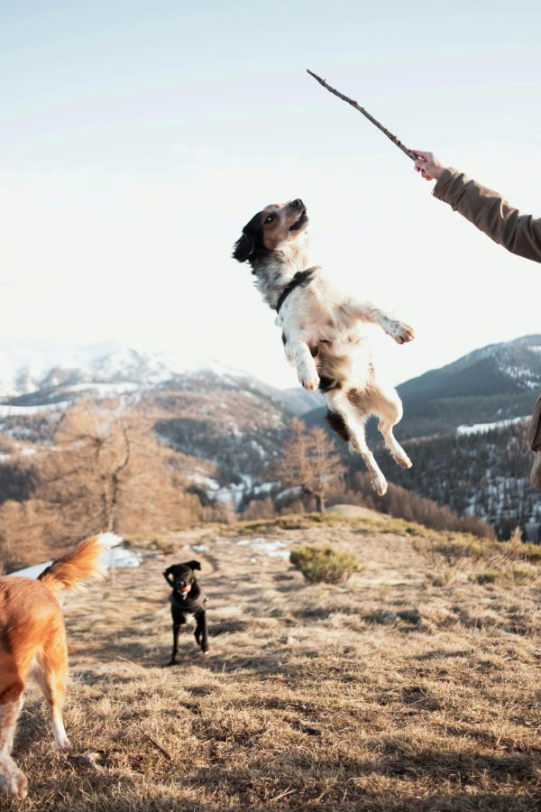 Freeze-Dried Treats for Agility Training Success