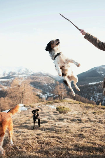 Freeze-Dried Treats for Agility Training Success