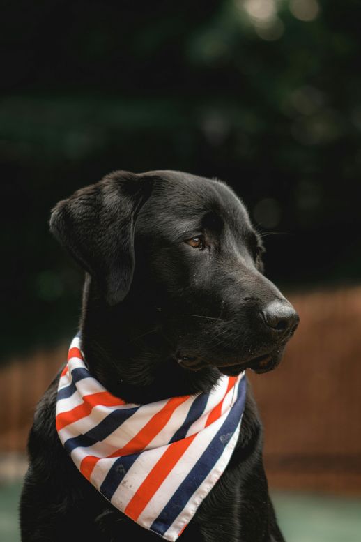 Patriotic Treat Ideas for Your Dog on the 4th of July: Celebrating in Style with Your Furry Friend