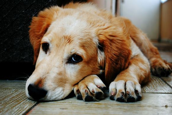 The Truth About Caloric Intake in Dog Treats