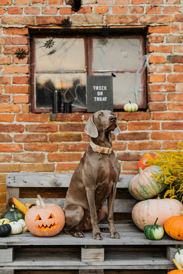 Why U.S.-Sourced Dog Treats are the Best for Your Pet’s Health
