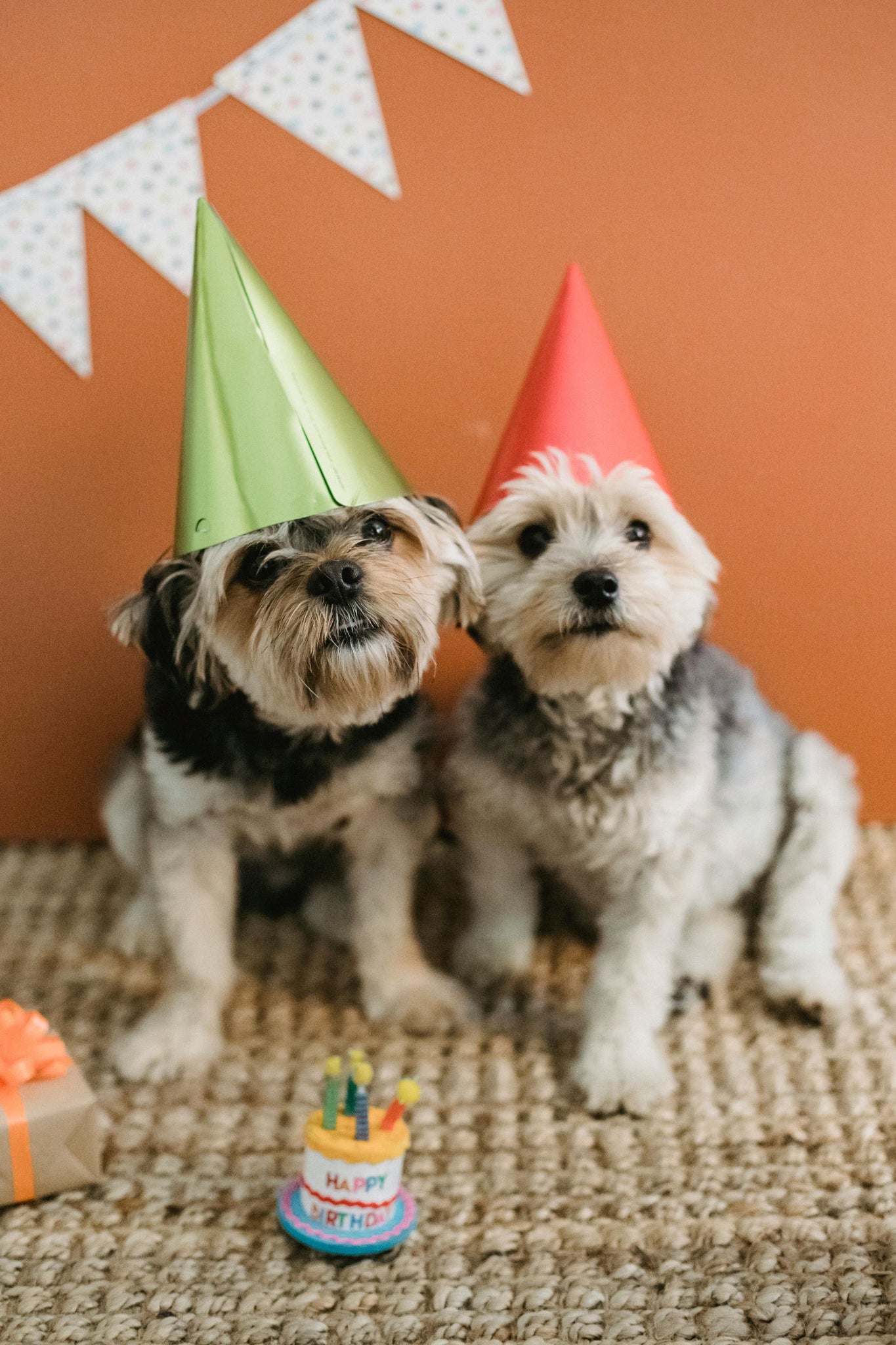 Dog Treat Gift Ideas for Birthdays and Holidays