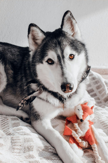 Top 5 Homemade Dog Treat Recipes for Special Occasions