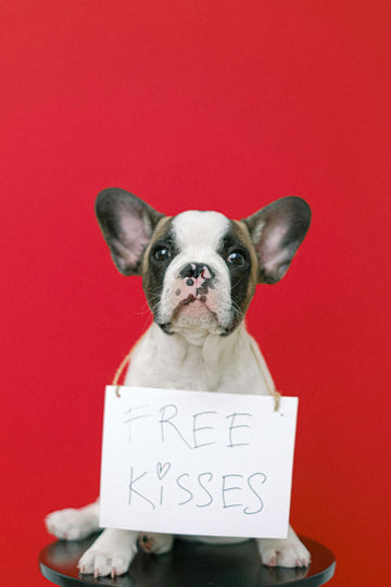 The Best Ingredients for Homemade Dog Treats