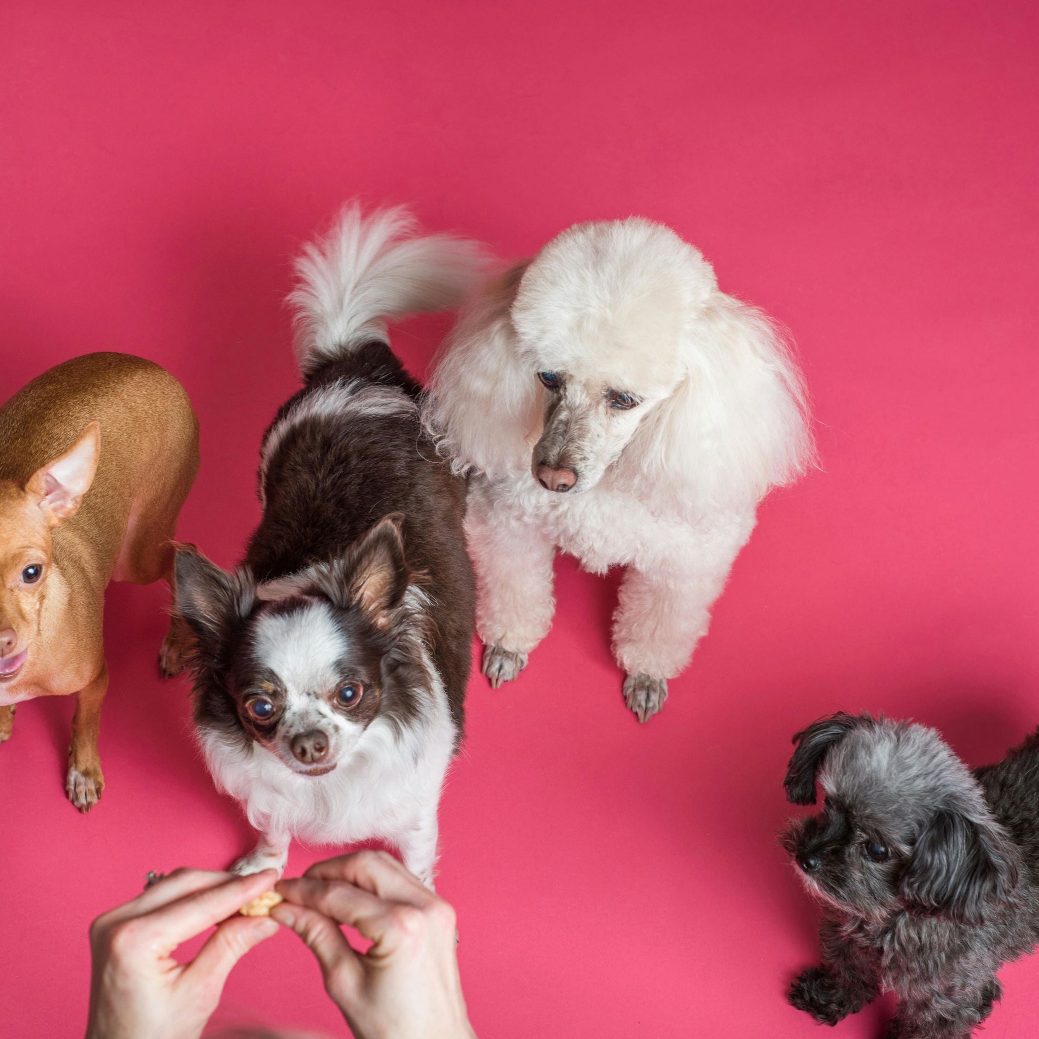 Treats for Multi-Dog Households: How to Keep Things Fair