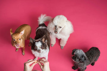 Treats for Multi-Dog Households: How to Keep Things Fair