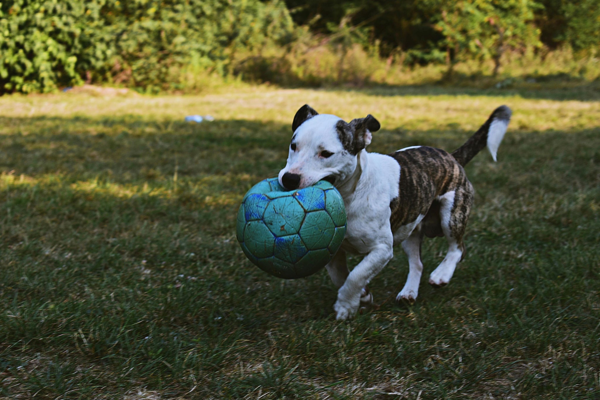 The Benefits of High-Protein Treats for Active Dogs
