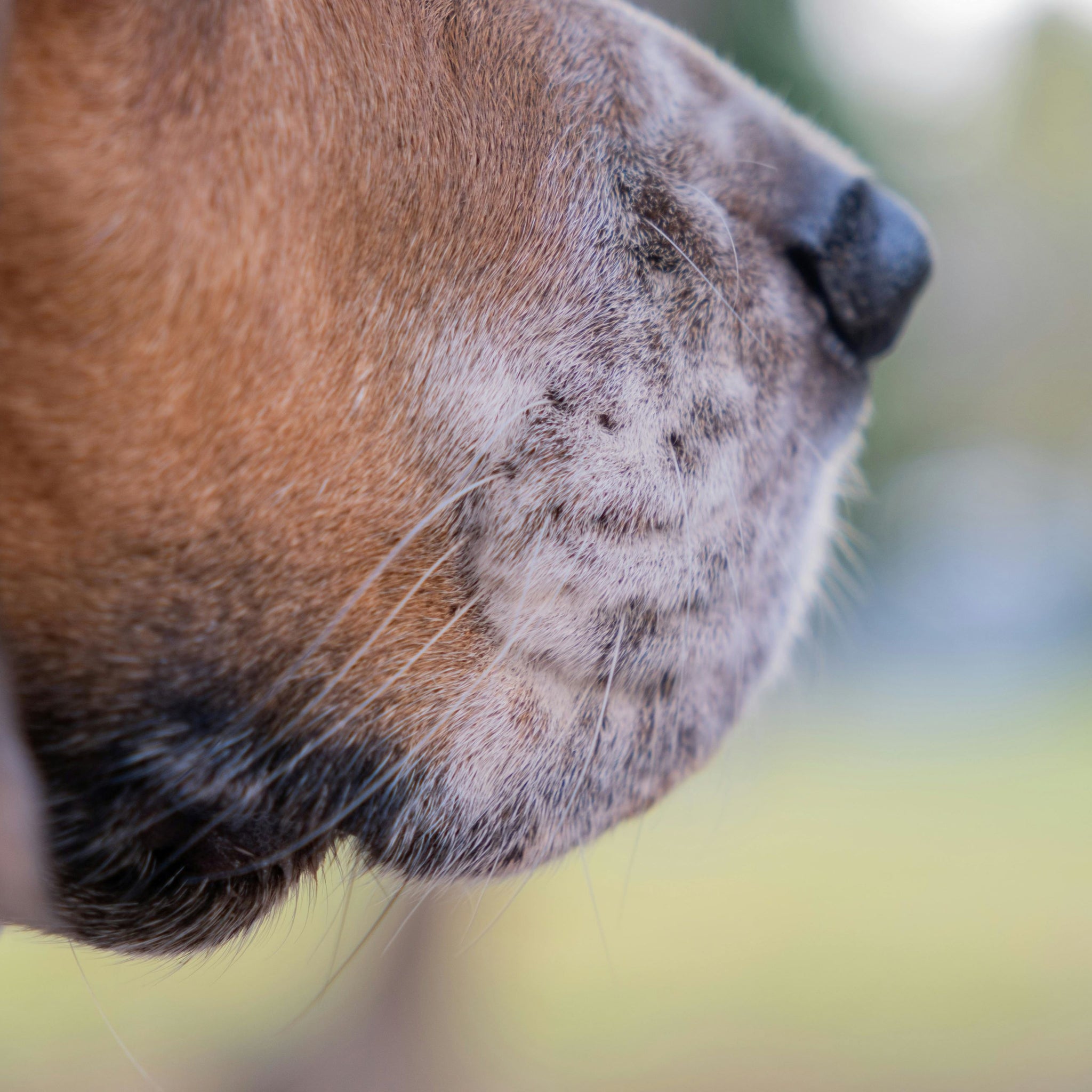 The Science Behind Why Dogs Love Treats