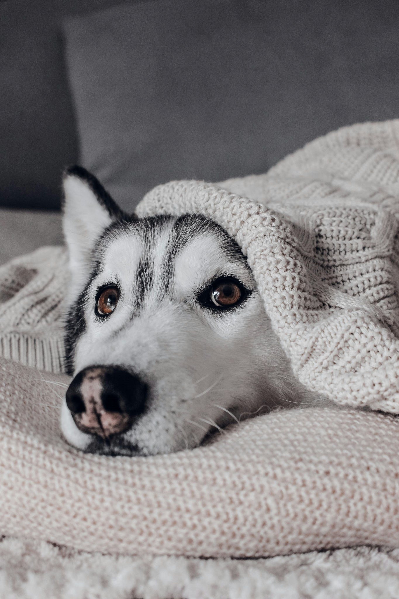 DIY Dog Treats for Dogs with Sensitive Stomachs