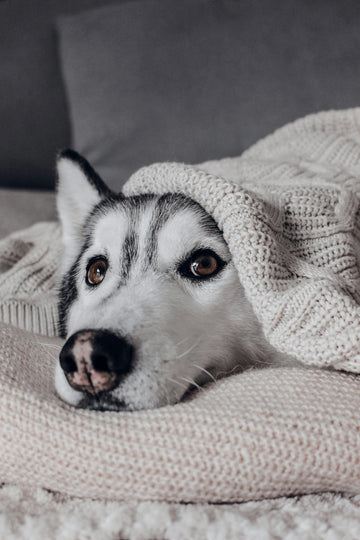 DIY Dog Treats for Dogs with Sensitive Stomachs
