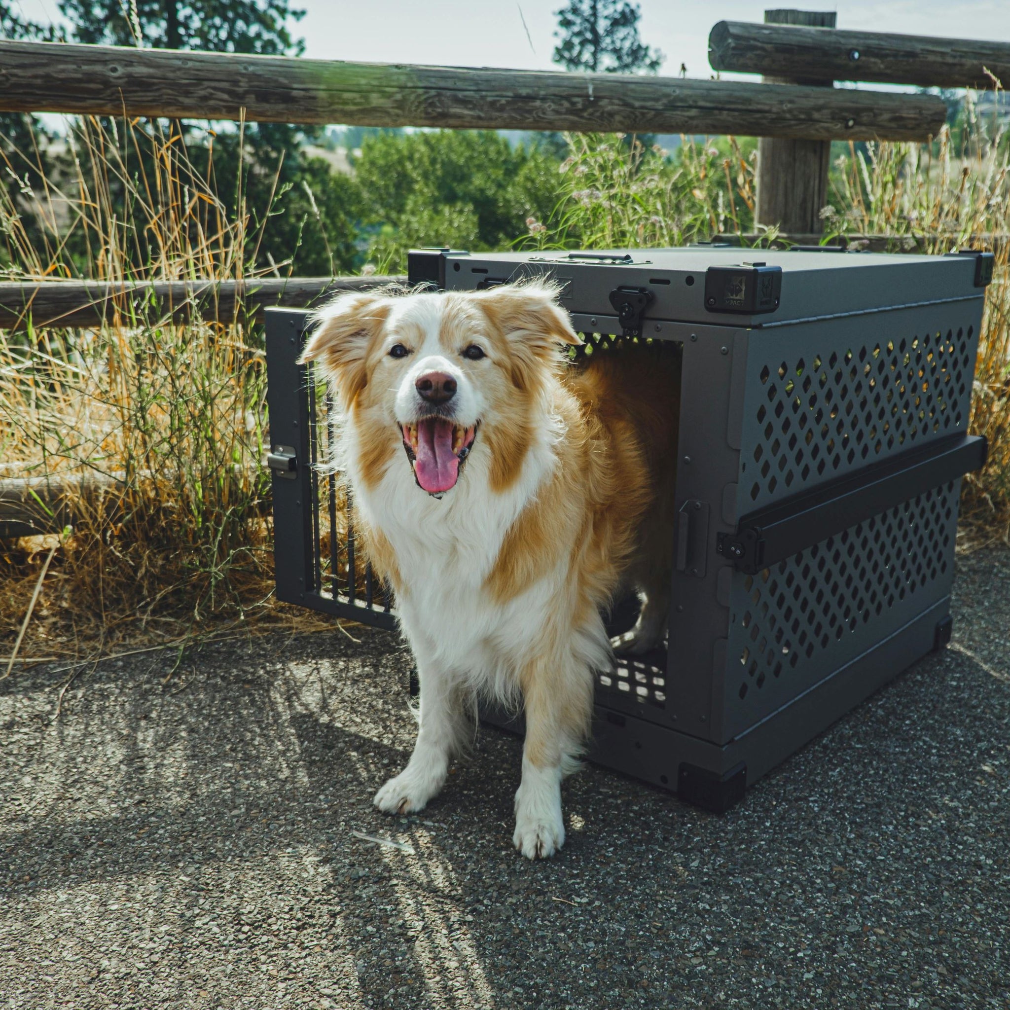 Best Dog Treats to Use During Crate Training