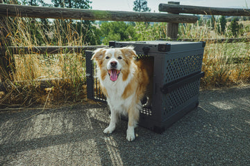 Best Dog Treats to Use During Crate Training