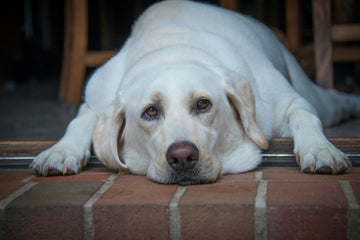 Low-Calorie Dog Treat Options for Weight Management