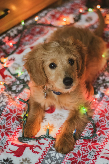 Best Dog Treats for Training Puppies