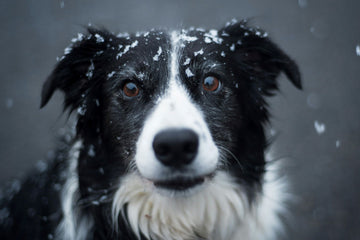 The Importance of All-Natural Ingredients in Dog Treats