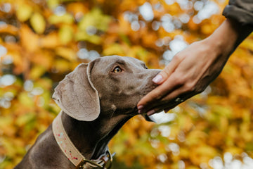 How Dogs Digest Different Types of Treats