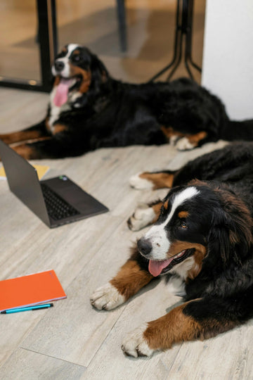 How to Read Dog Treat Labels: What Ingredients to Avoid