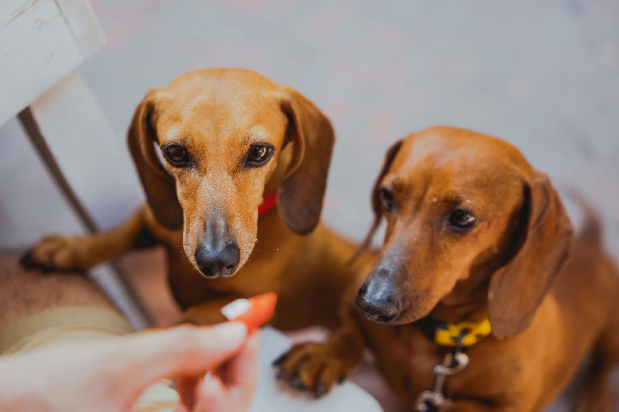 How Many Treats Should You Give Your Dog per Day