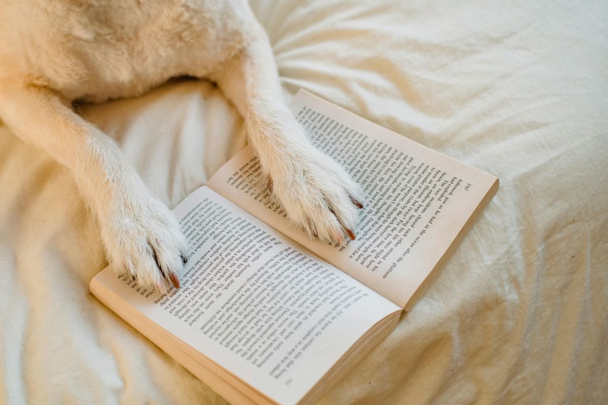 Keto-Friendly Dog Treats: What You Need to Know