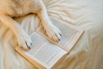 Keto-Friendly Dog Treats: What You Need to Know