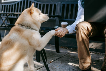 A Northwest Pet Owner’s Guide to Dog Treats for Sensitive Stomachs