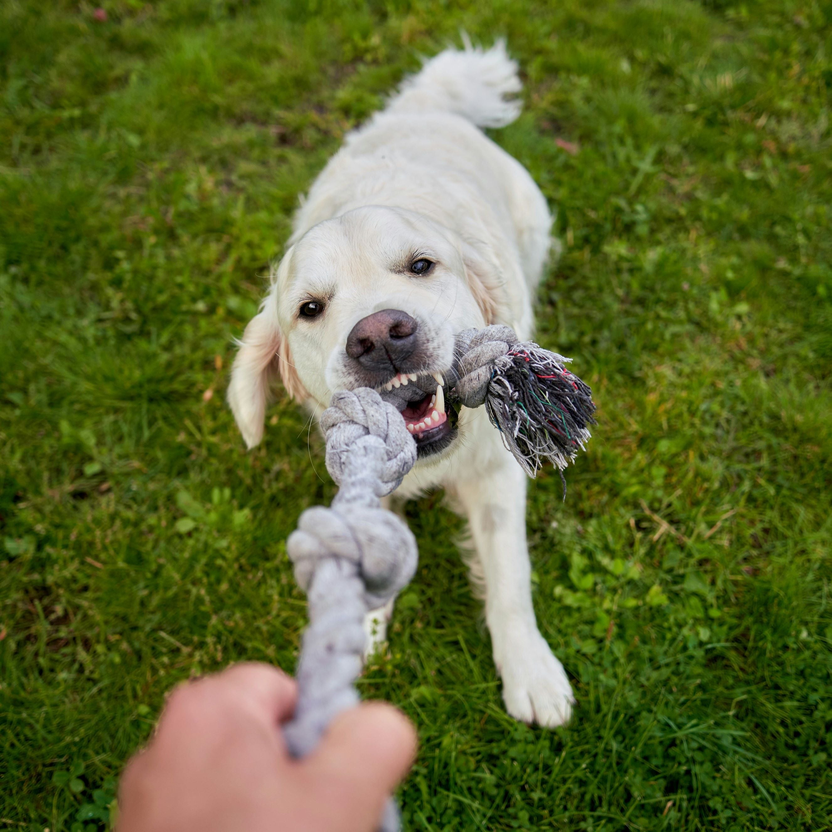 Training & Behavior: How Proper Training Shapes Your Dog’s Behavior