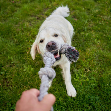 Training & Behavior: How Proper Training Shapes Your Dog’s Behavior