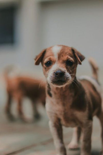 How to Make Dog Treats for Puppies
