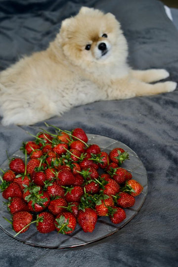 Homemade & DIY Treats: A Guide to Making Healthy Dog Snacks