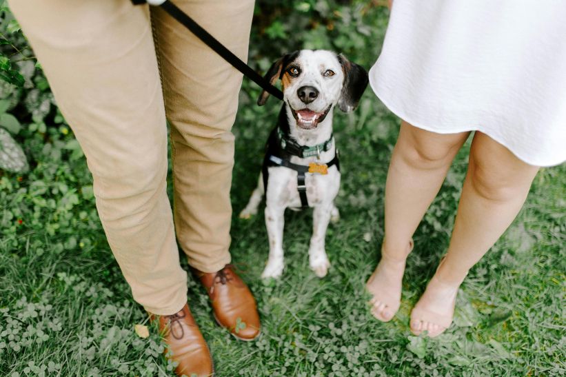Why Are Pet Owners Turning to Human-Grade Dog Treats?