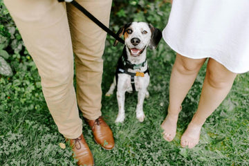 Why Are Pet Owners Turning to Human-Grade Dog Treats?