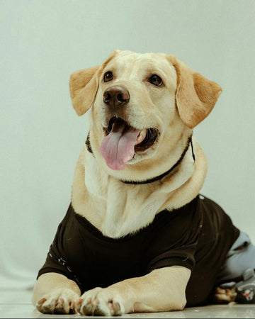 Top 10 Dog Food Trends to Watch in 2025