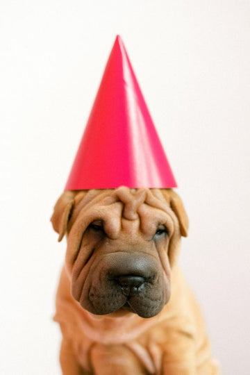 Best Treat Ideas for Dog Weddings and Parties